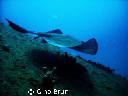 stingray on sea empereur wreck in south florida by Gino Brun 